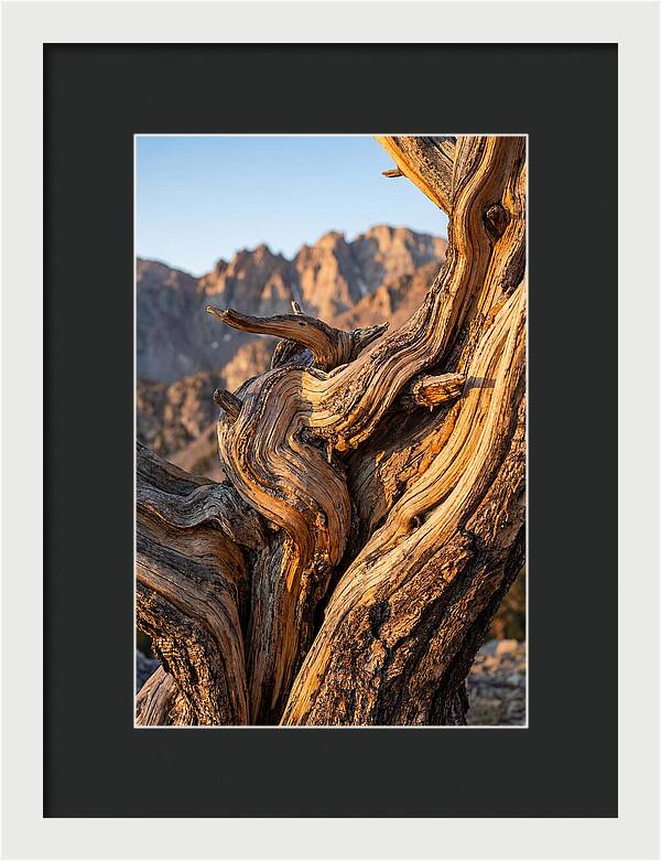 Ancient Bristlecone Pine Majesty