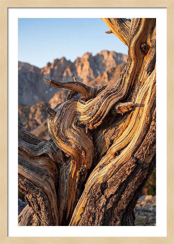 Ancient Bristlecone Pine Majesty
