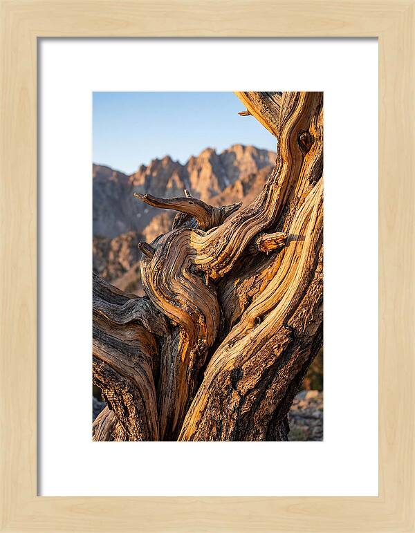 Ancient Bristlecone Pine Majesty