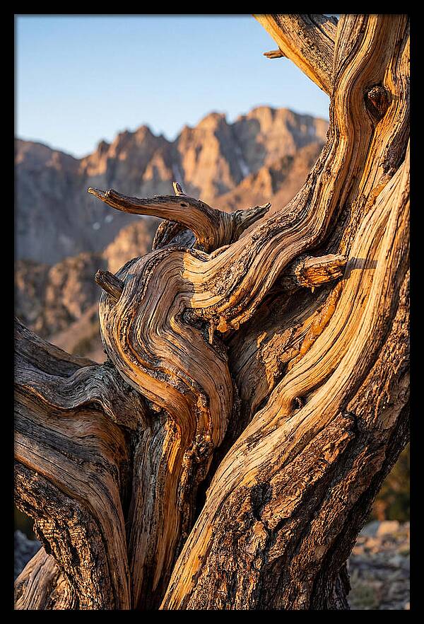 Ancient Bristlecone Pine Majesty