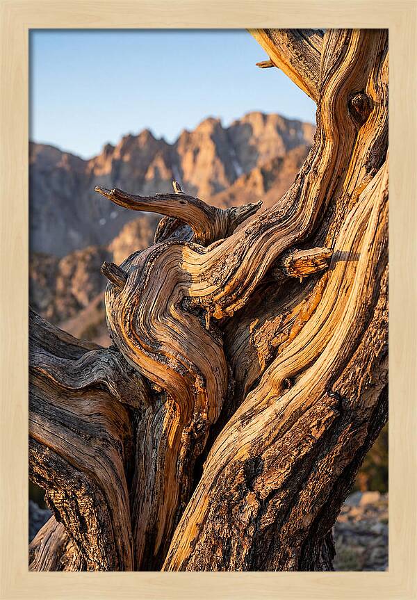 Ancient Bristlecone Pine Majesty