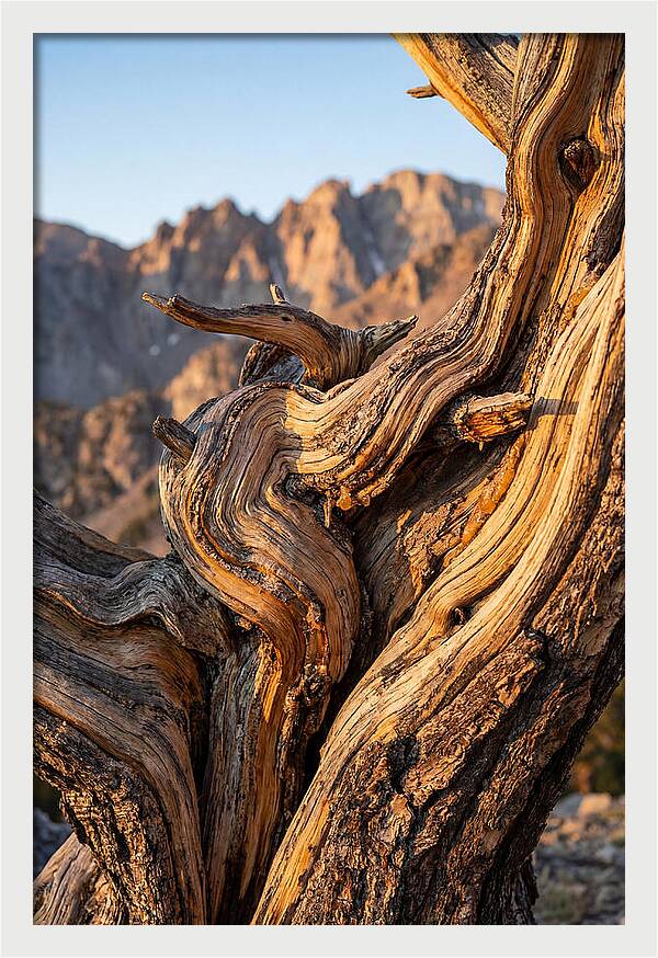 Ancient Bristlecone Pine Majesty