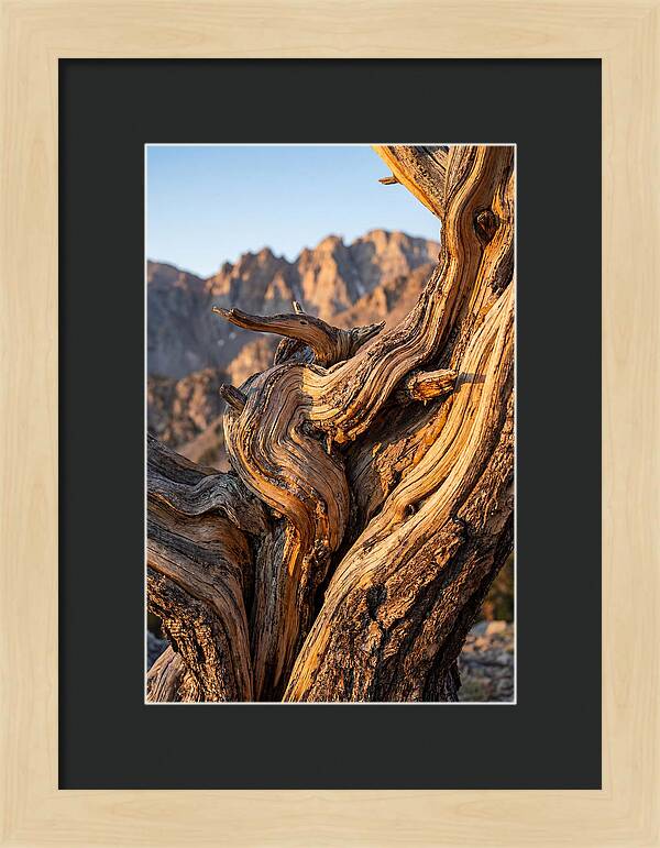 Ancient Bristlecone Pine Majesty