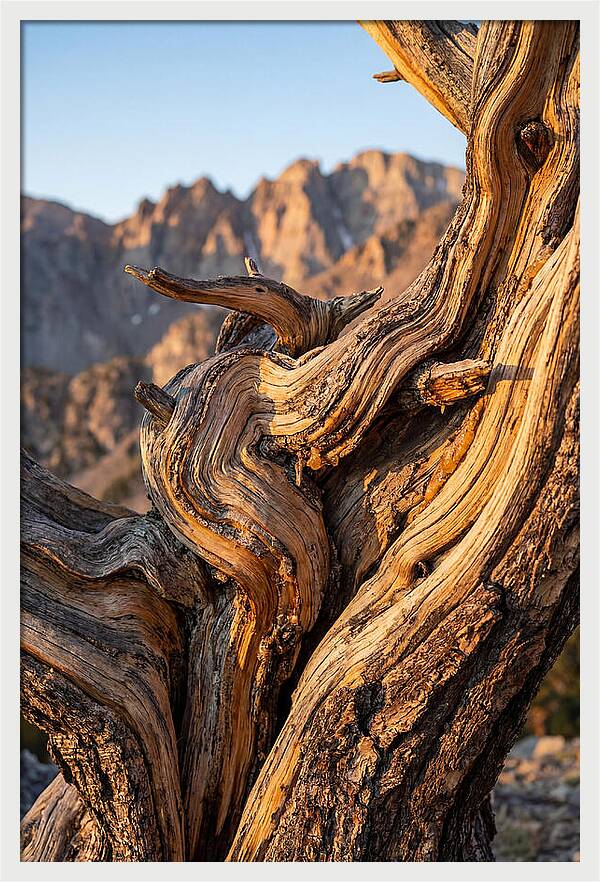 Ancient Bristlecone Pine Majesty