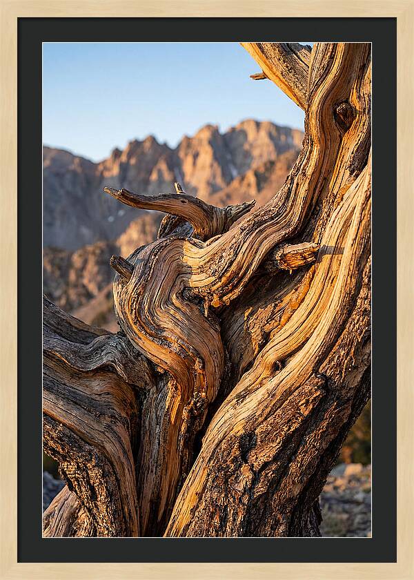 Ancient Bristlecone Pine Majesty