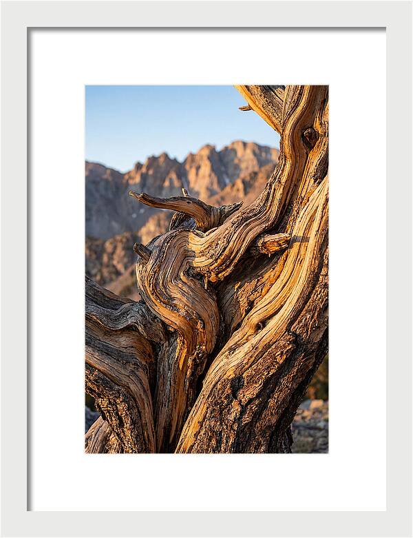 Ancient Bristlecone Pine Majesty