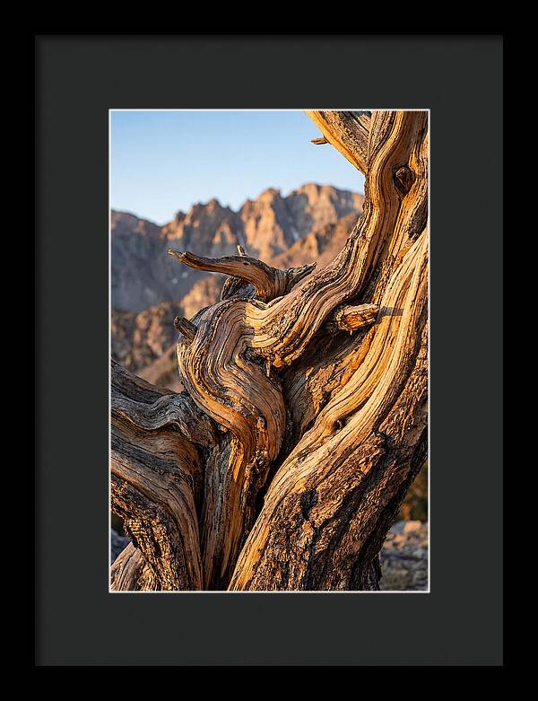 Ancient Bristlecone Pine Majesty