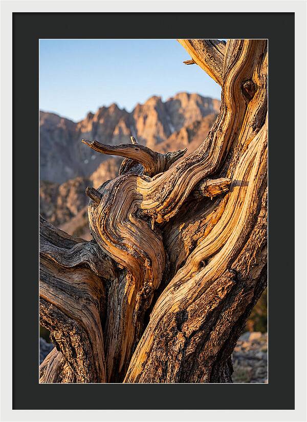 Ancient Bristlecone Pine Majesty