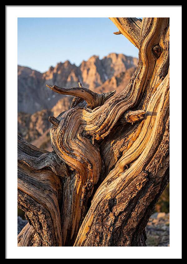 Ancient Bristlecone Pine Majesty