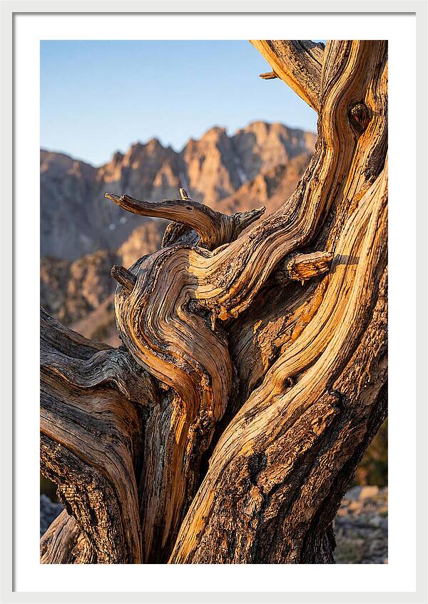 Ancient Bristlecone Pine Majesty
