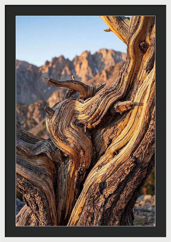 Ancient Bristlecone Pine Majesty