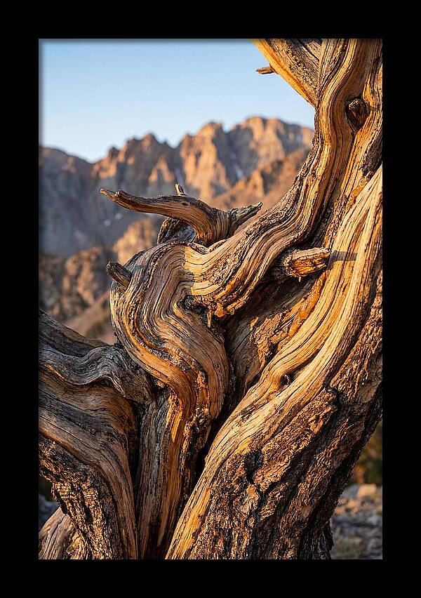 Ancient Bristlecone Pine Majesty