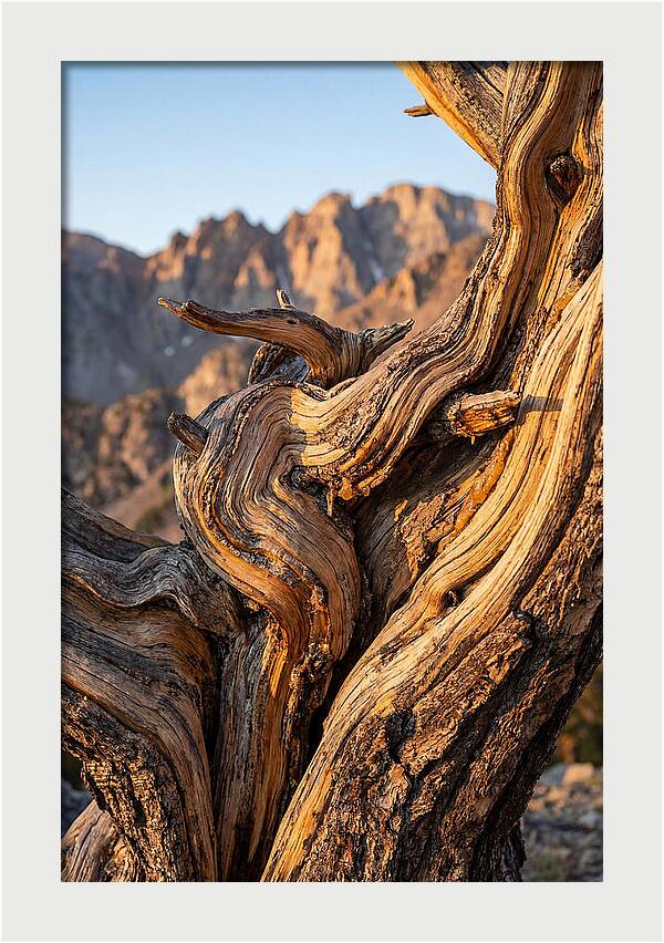 Ancient Bristlecone Pine Majesty