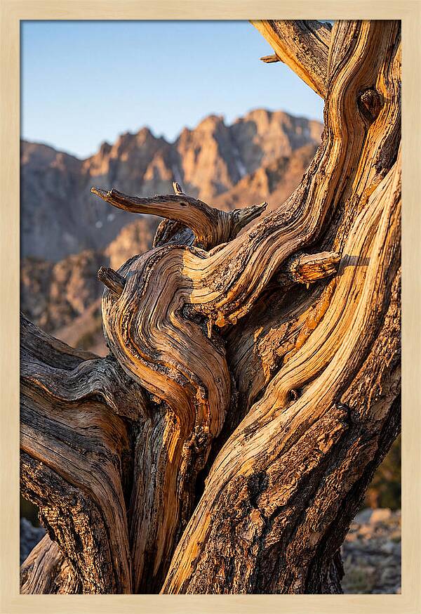 Ancient Bristlecone Pine Majesty