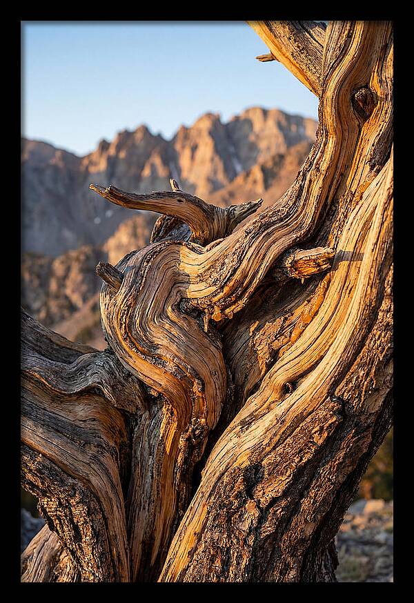 Ancient Bristlecone Pine Majesty