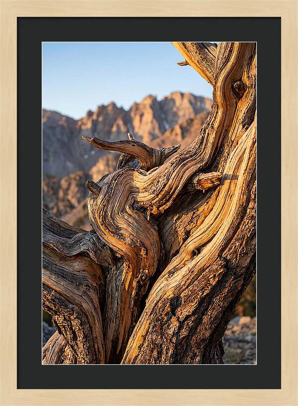 Ancient Bristlecone Pine Majesty