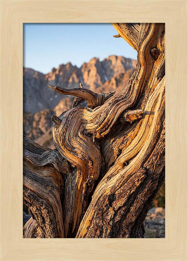 Ancient Bristlecone Pine Majesty