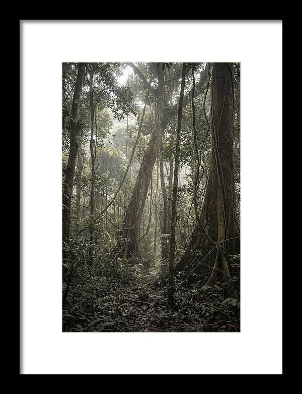 Ancient Canopy Of The Amazon