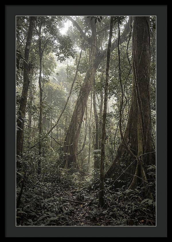 Ancient Canopy Of The Amazon