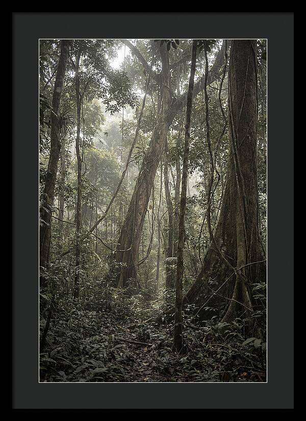 Ancient Canopy Of The Amazon