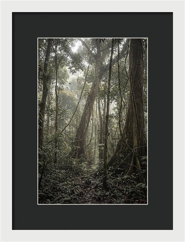 Ancient Canopy Of The Amazon