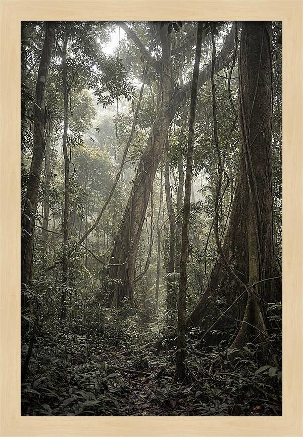 Ancient Canopy Of The Amazon