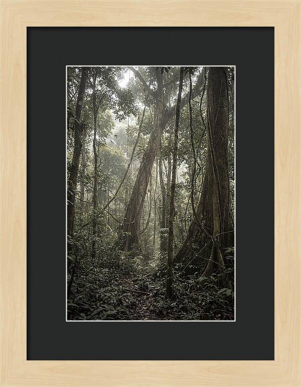 Ancient Canopy Of The Amazon