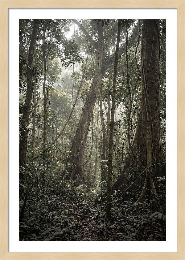 Ancient Canopy Of The Amazon
