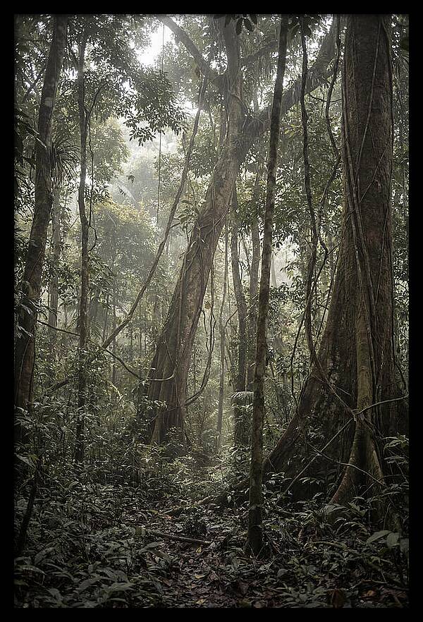 Ancient Canopy Of The Amazon