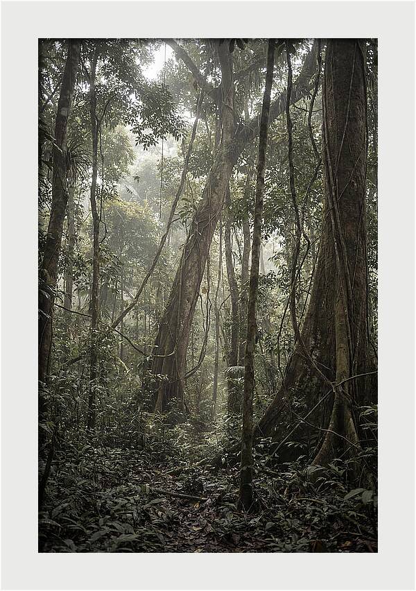 Ancient Canopy Of The Amazon