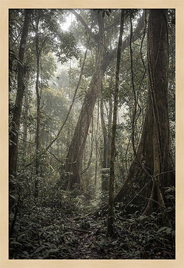 Ancient Canopy Of The Amazon