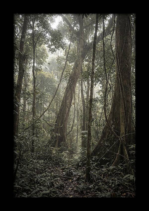 Ancient Canopy Of The Amazon