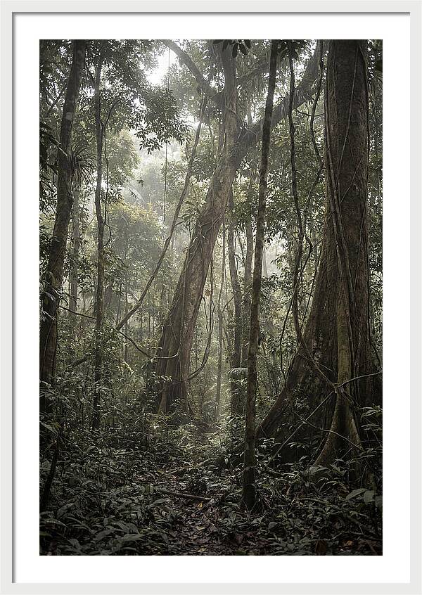 Ancient Canopy Of The Amazon