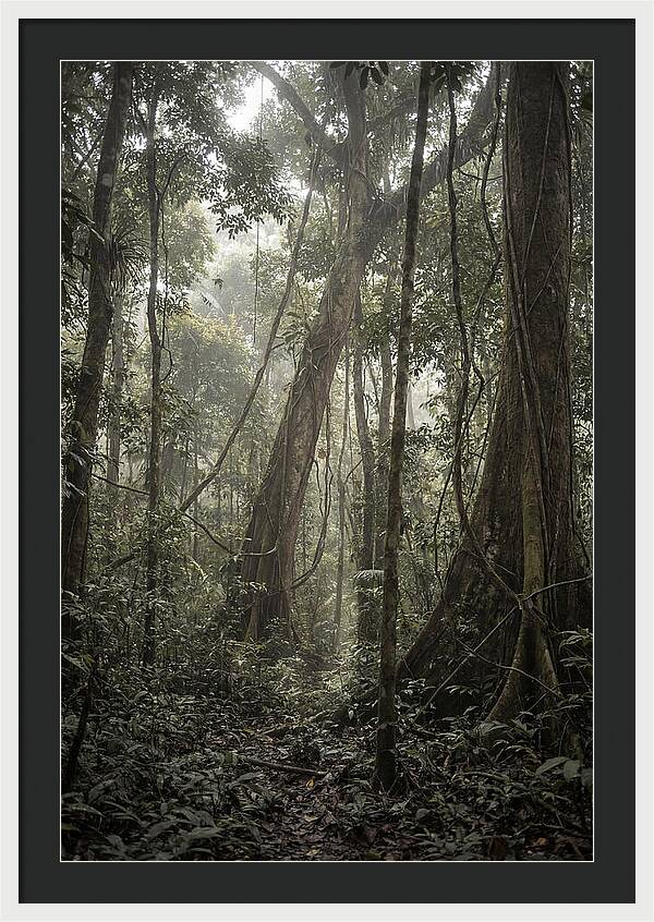 Ancient Canopy Of The Amazon