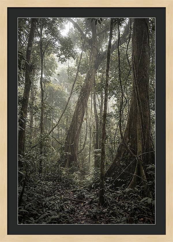 Ancient Canopy Of The Amazon