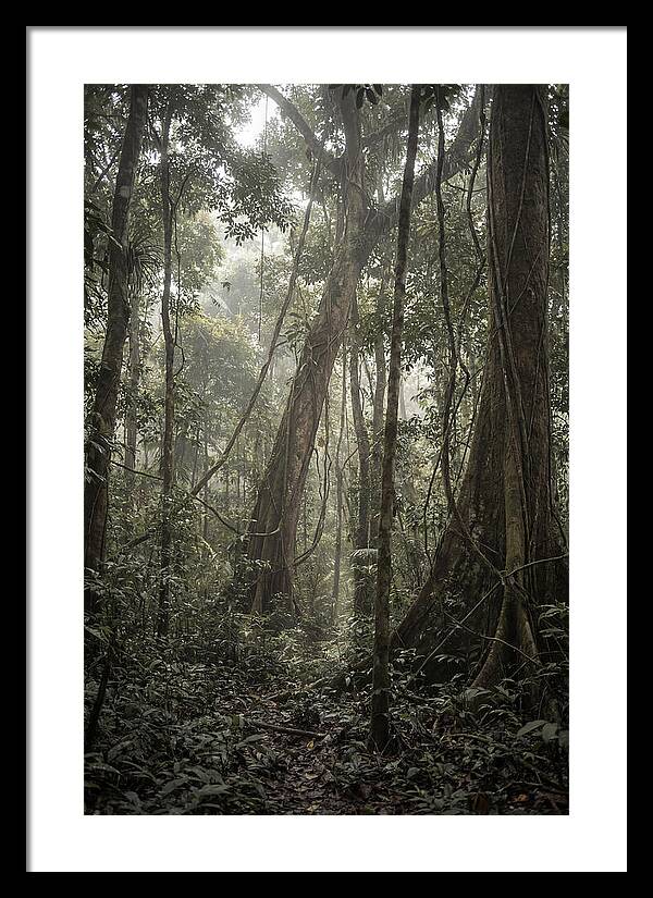 Ancient Canopy Of The Amazon