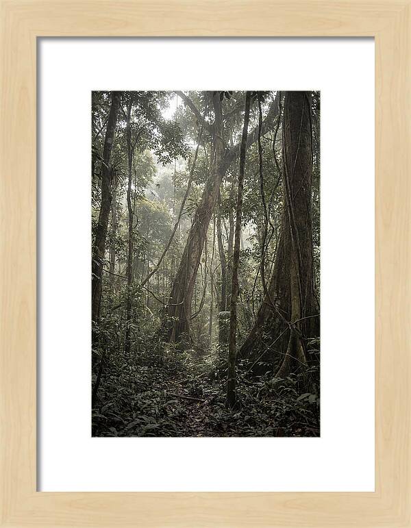 Ancient Canopy Of The Amazon