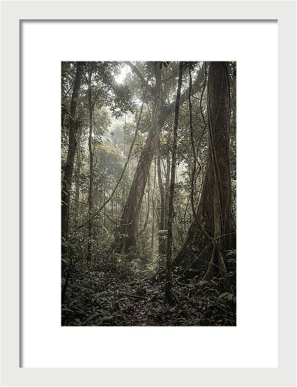 Ancient Canopy Of The Amazon