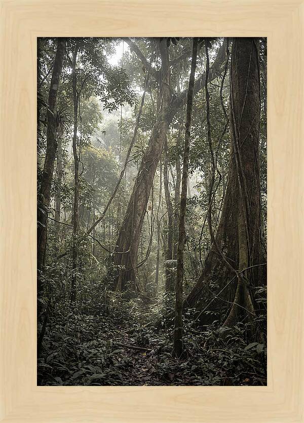 Ancient Canopy Of The Amazon