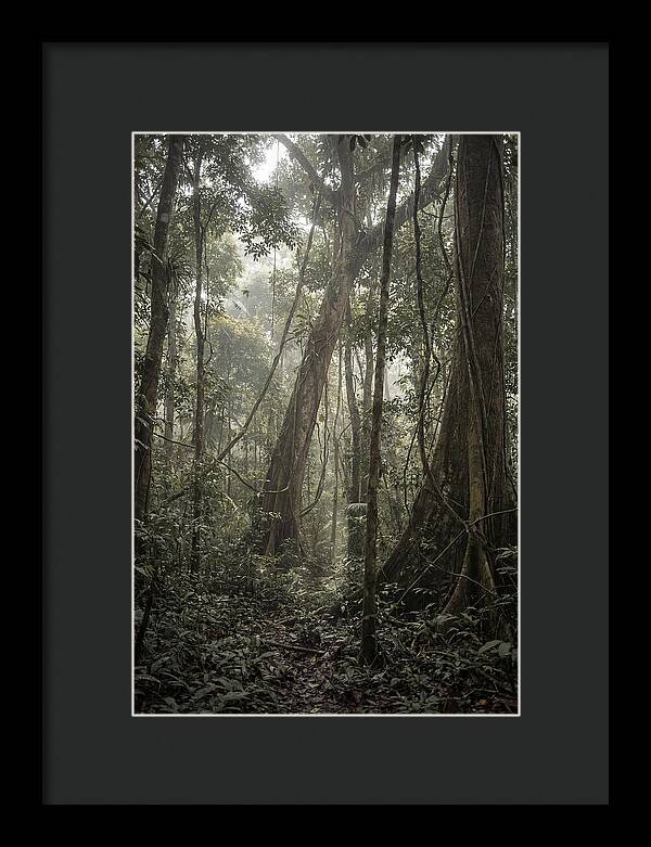Ancient Canopy Of The Amazon