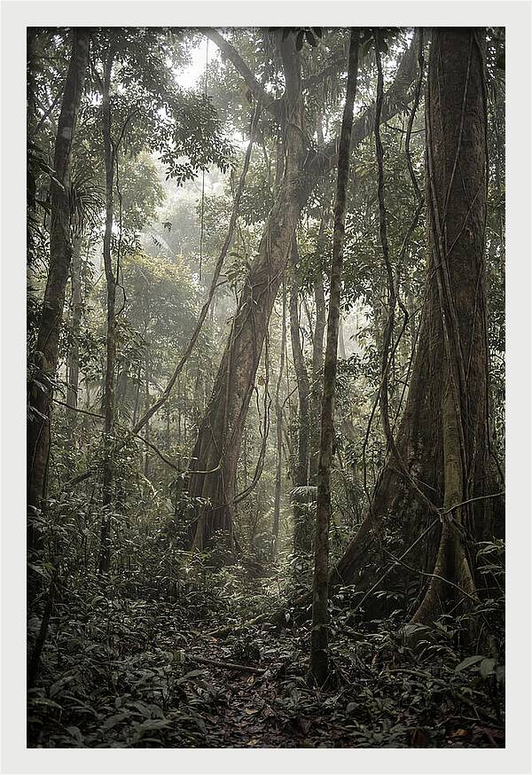 Ancient Canopy Of The Amazon