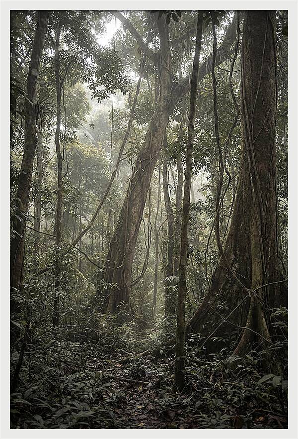 Ancient Canopy Of The Amazon