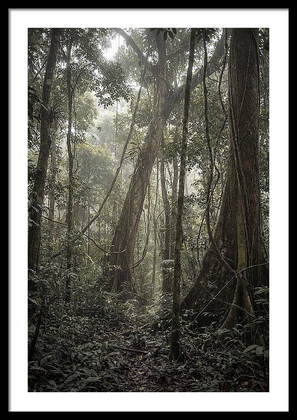 Ancient Canopy Of The Amazon