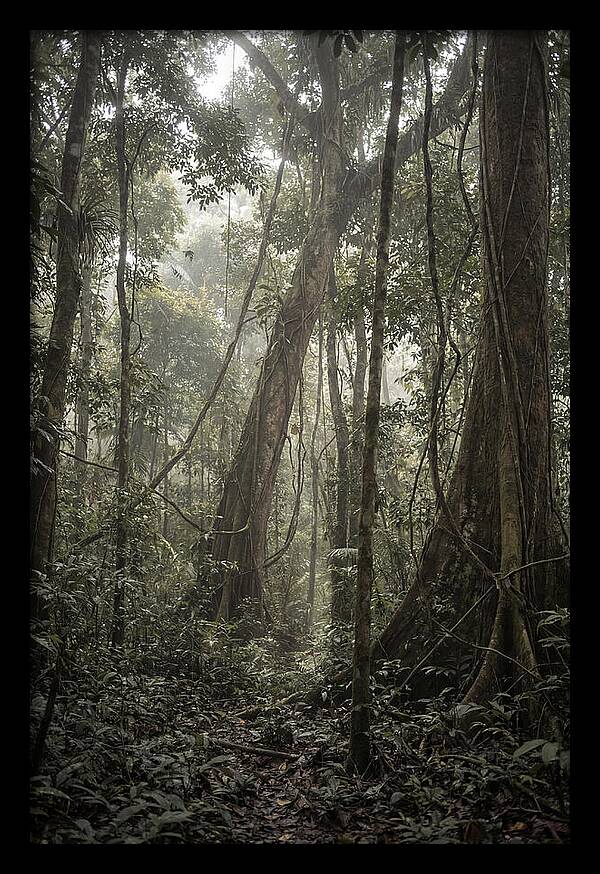 Ancient Canopy Of The Amazon