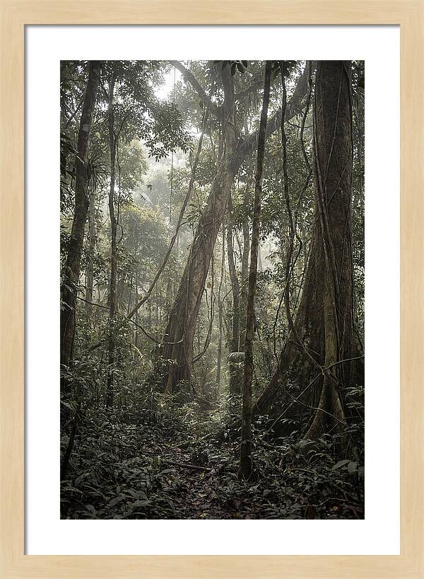 Ancient Canopy Of The Amazon