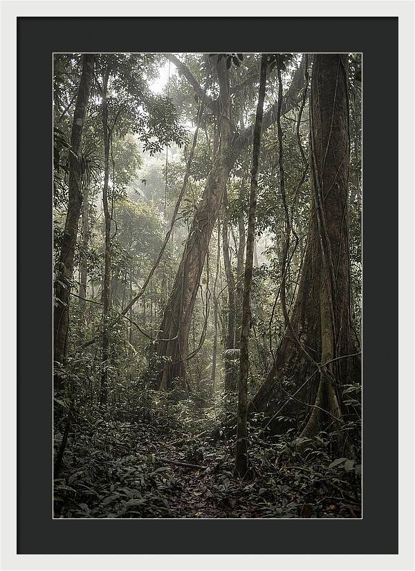 Ancient Canopy Of The Amazon