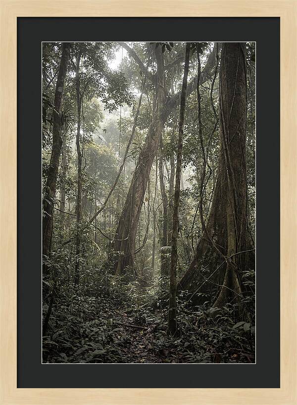 Ancient Canopy Of The Amazon