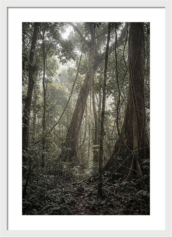 Ancient Canopy Of The Amazon