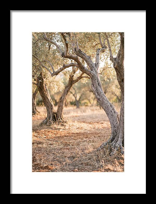 Ancient Olive Grove Serenity