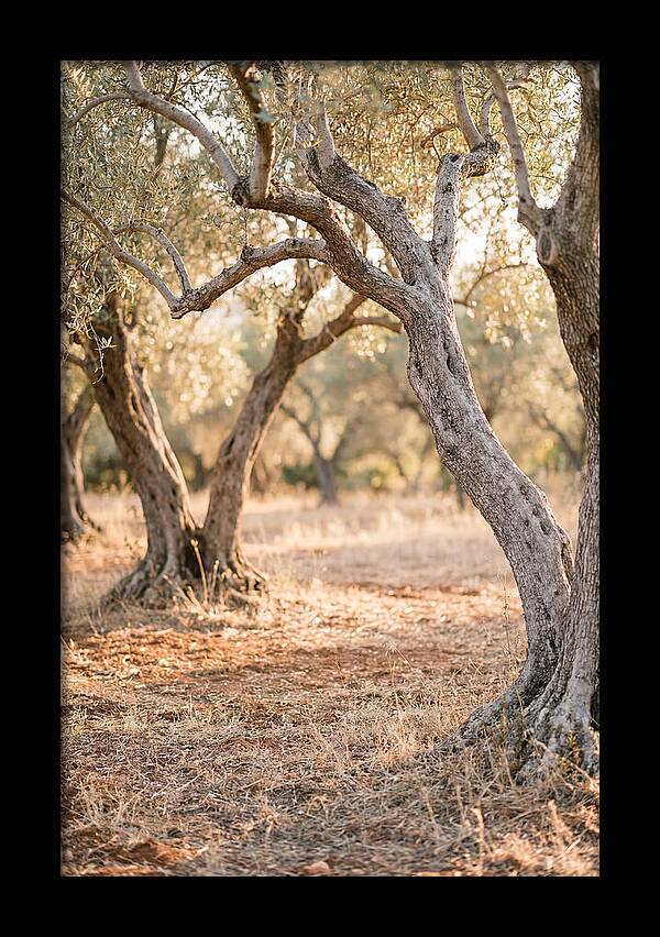 Ancient Olive Grove Serenity